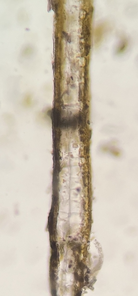 Species