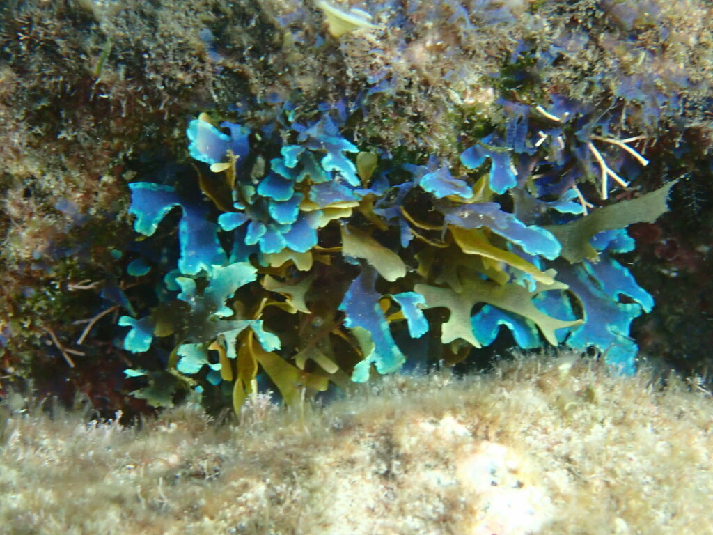 Species