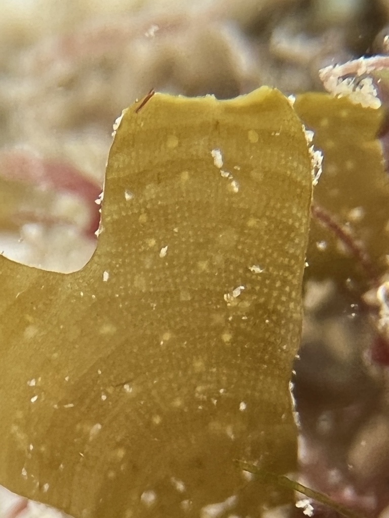 Species