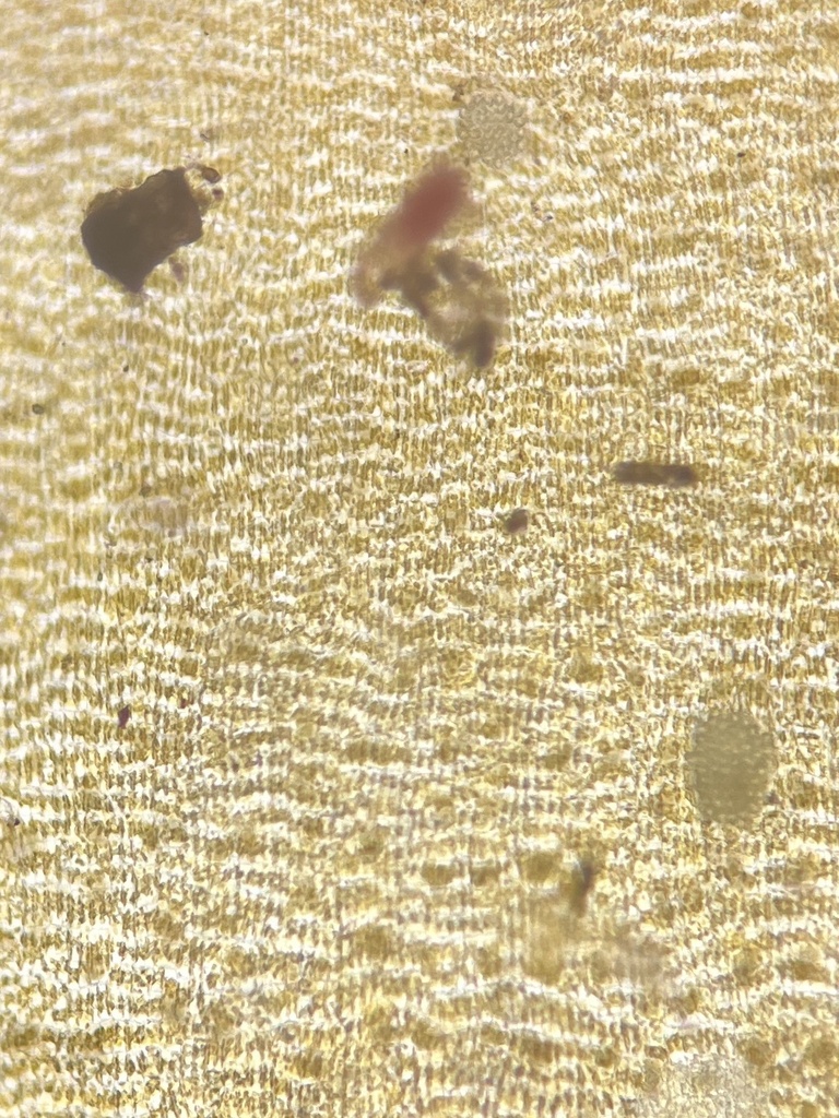Species
