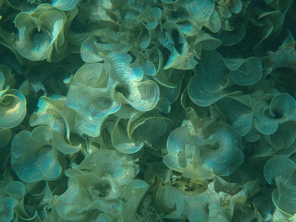 Species