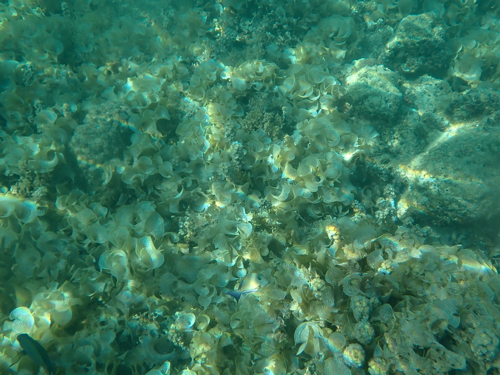 Species