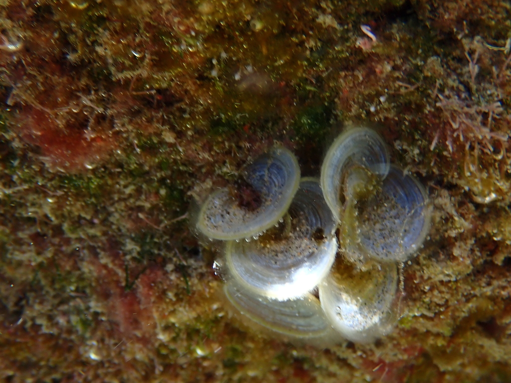 Species