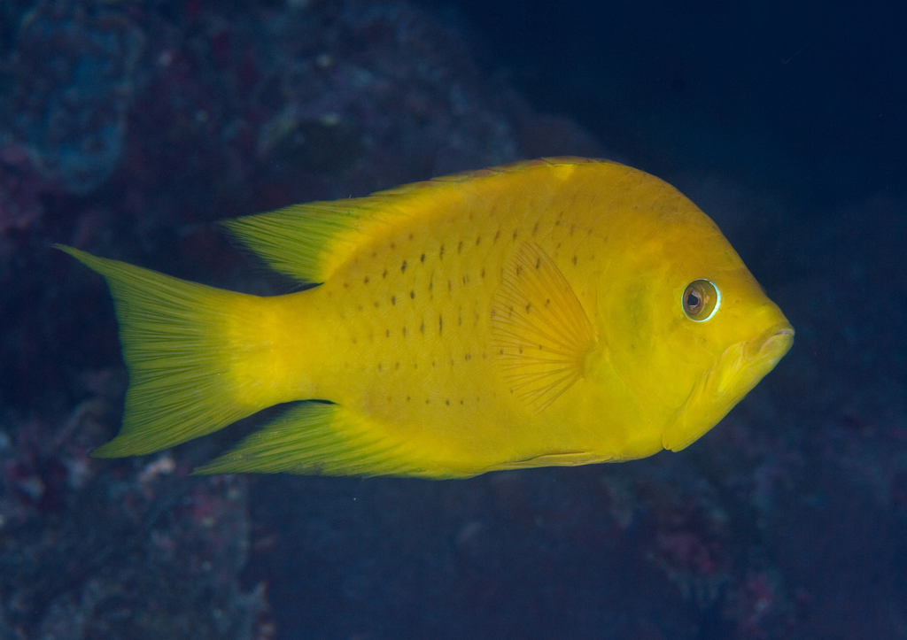Species