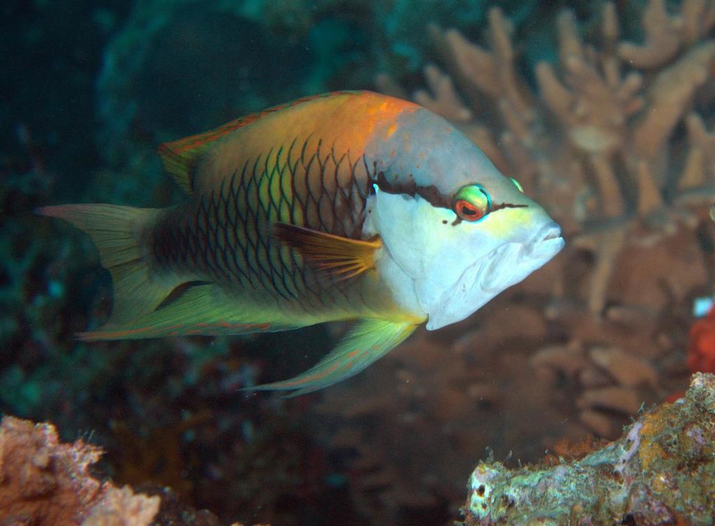 Species