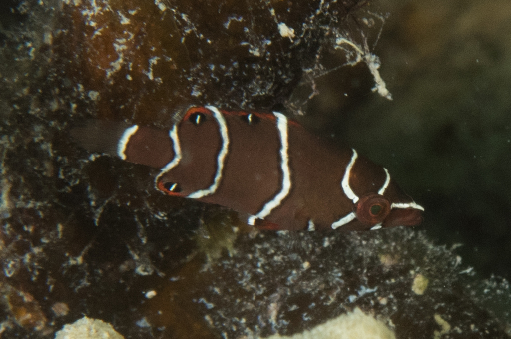 Species