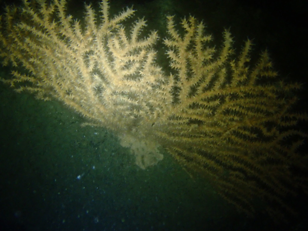 Species