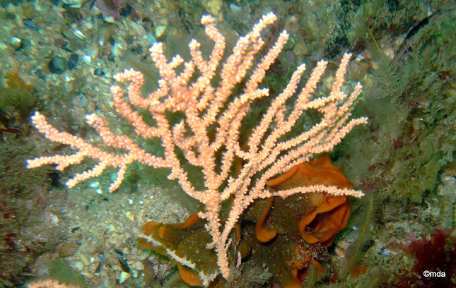 Species