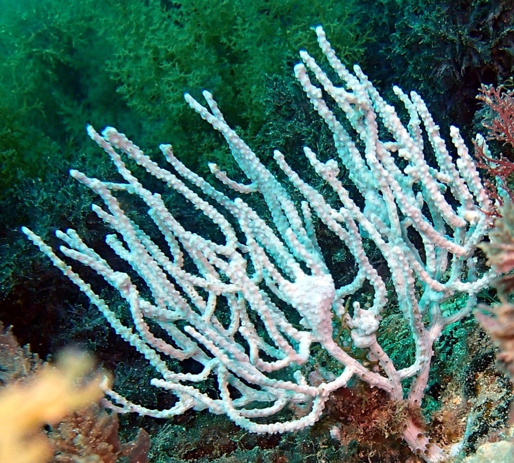 Species