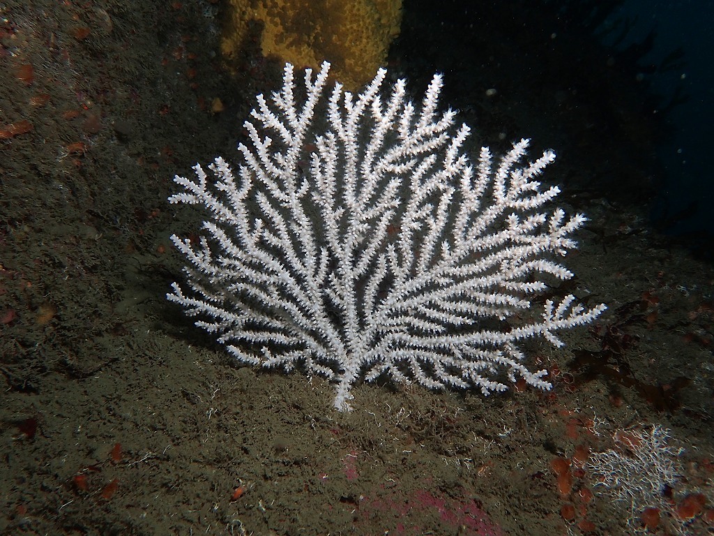 Species