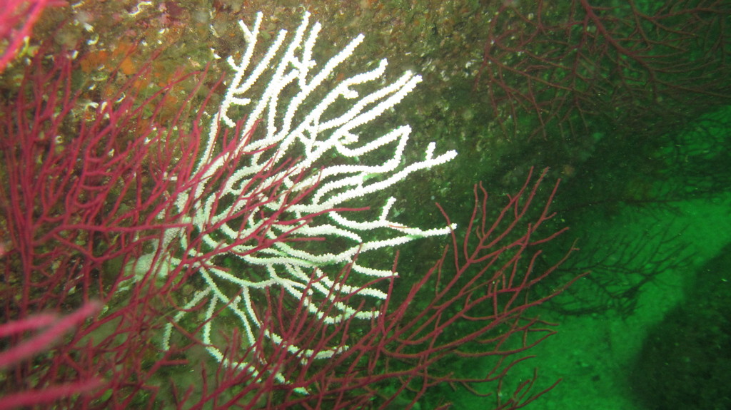 Species