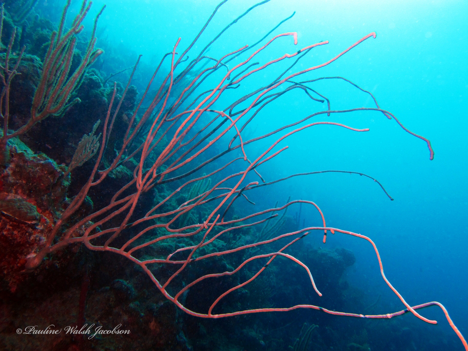Ellisella Elongata