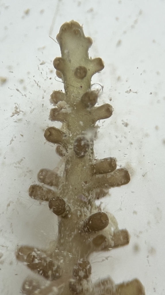 Species
