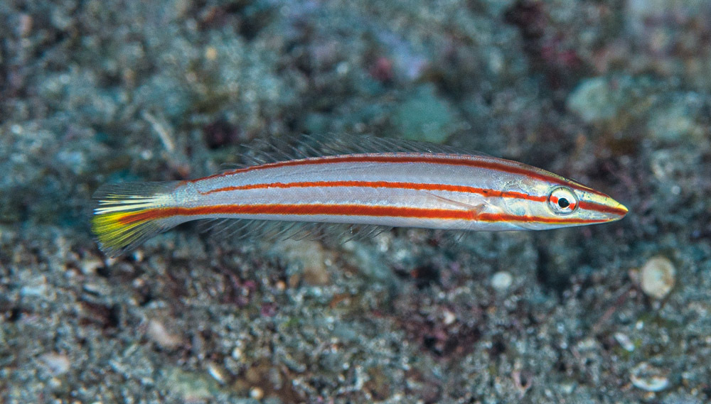 Species