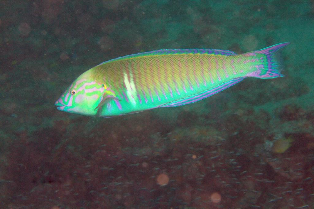 Species