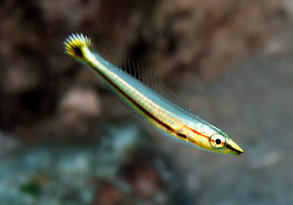 Species