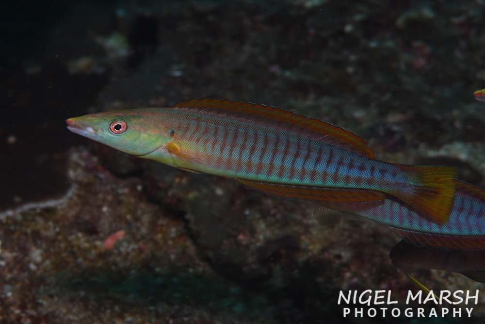 Species