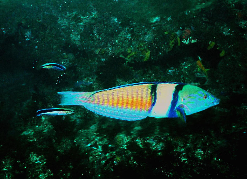 Species