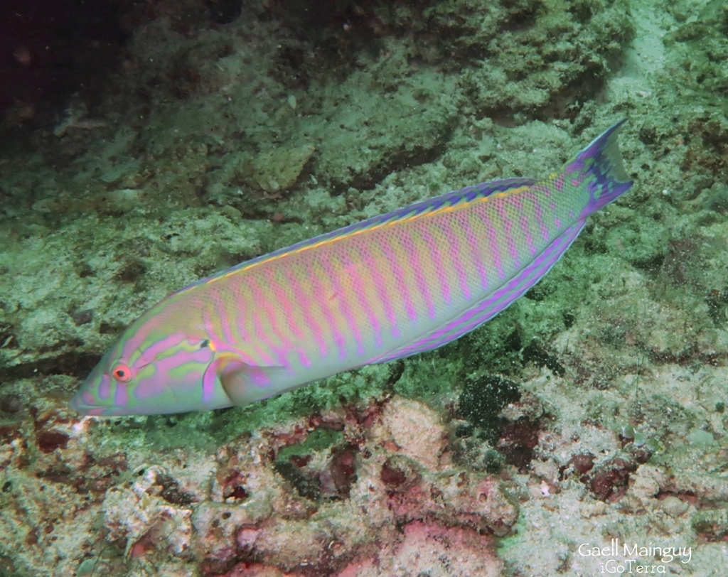 Species