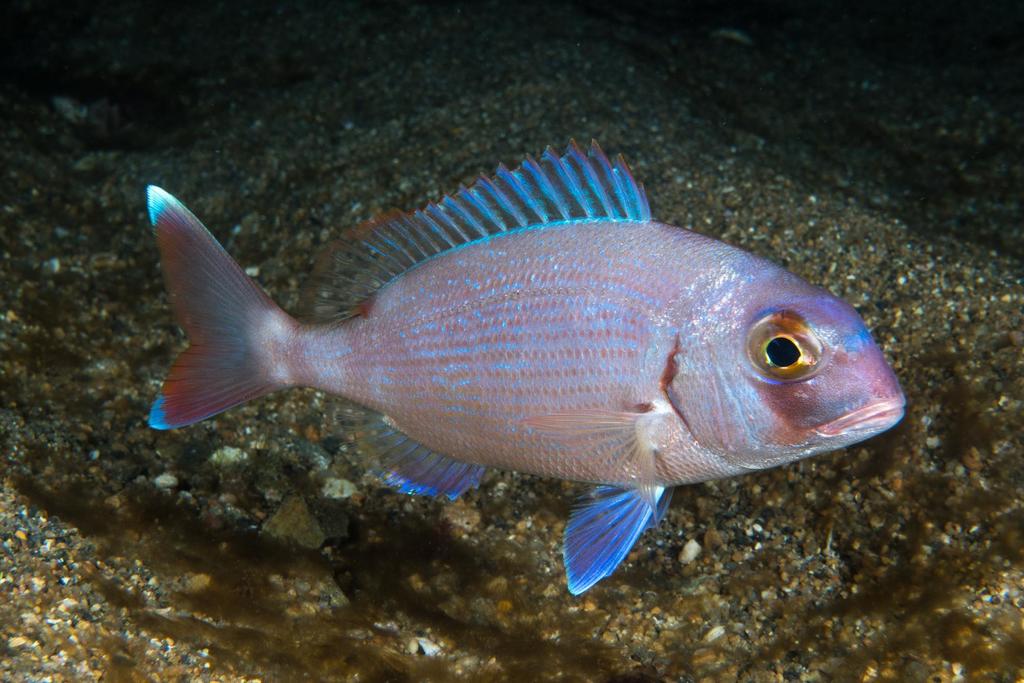 Species