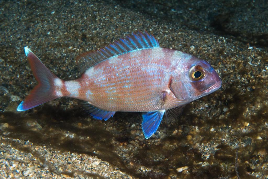 Species