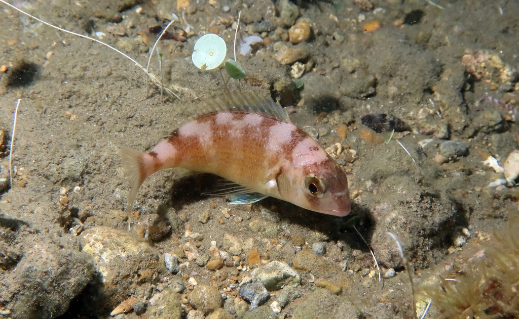 Species