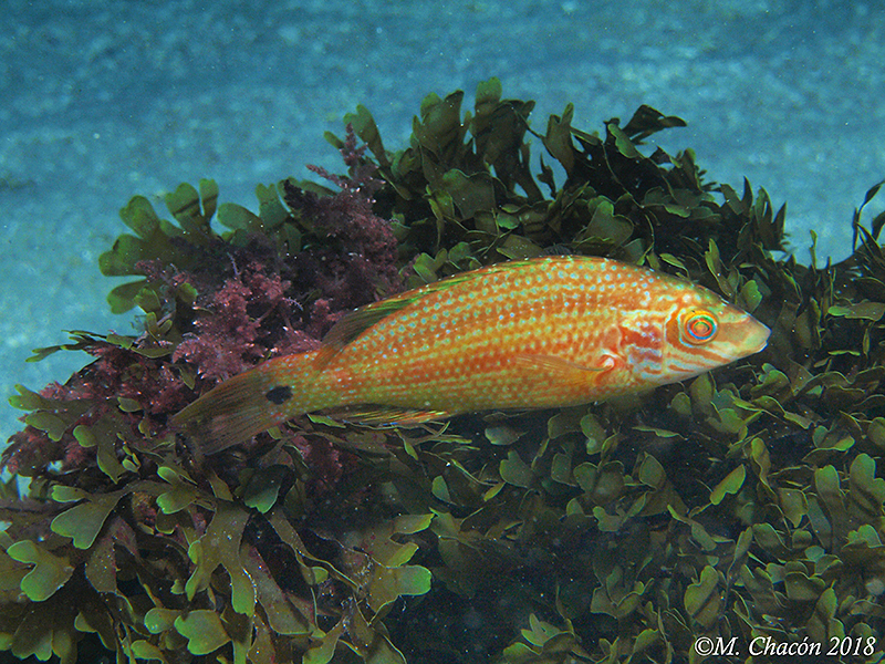 Species