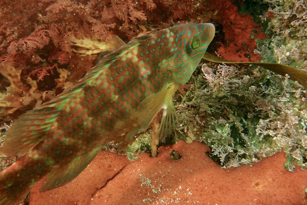 Species