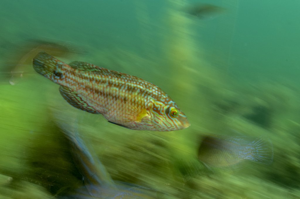 Species