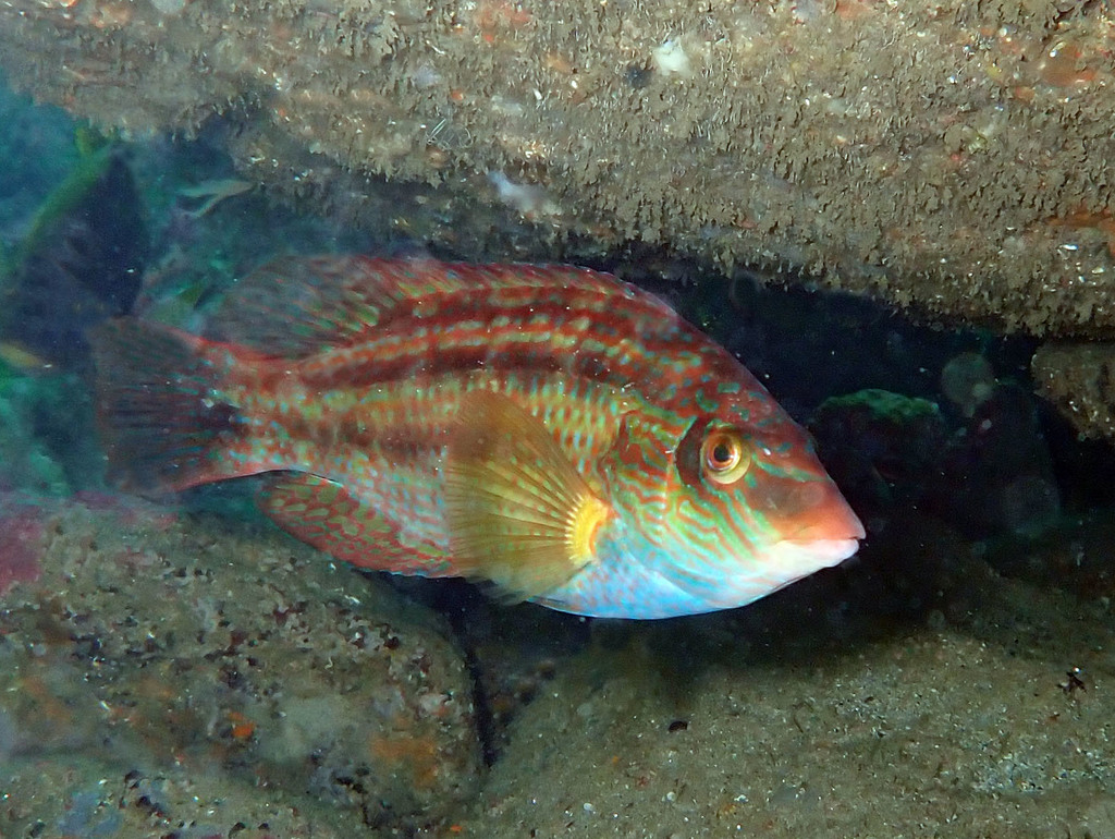 Species