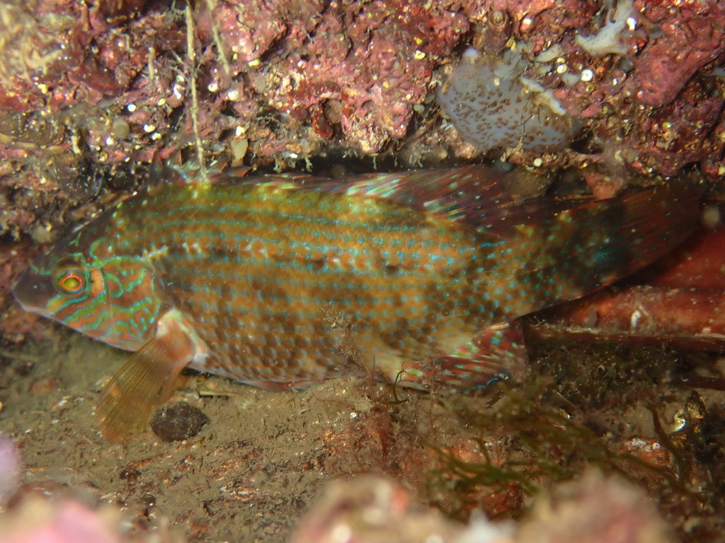 Species