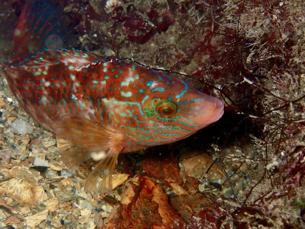 Species