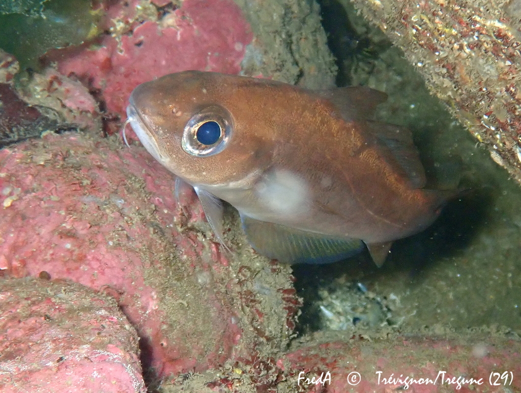 Species