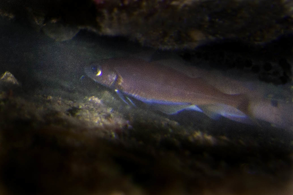 Species