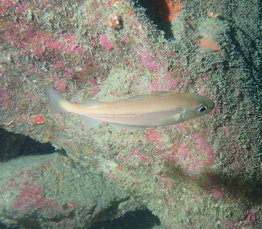 Species