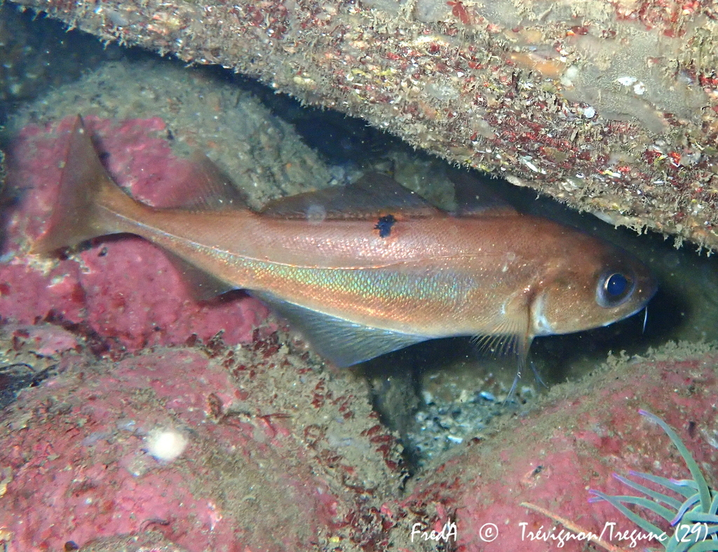 Species