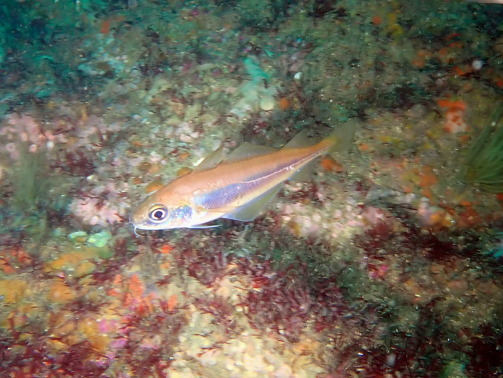 Species