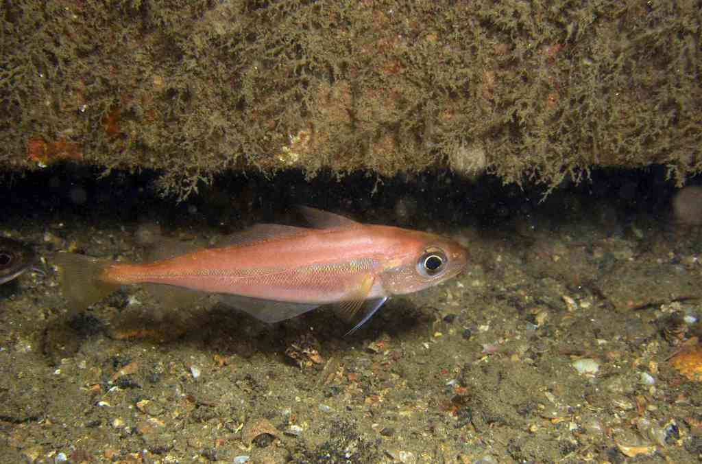 Species