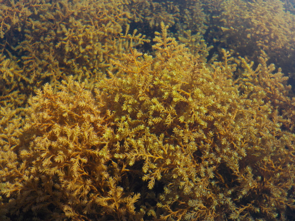 Cystoseire De Méditerranée