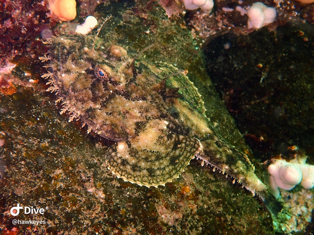 Species