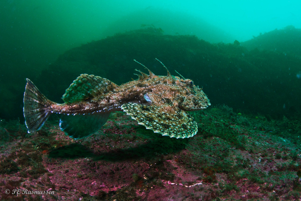 Species
