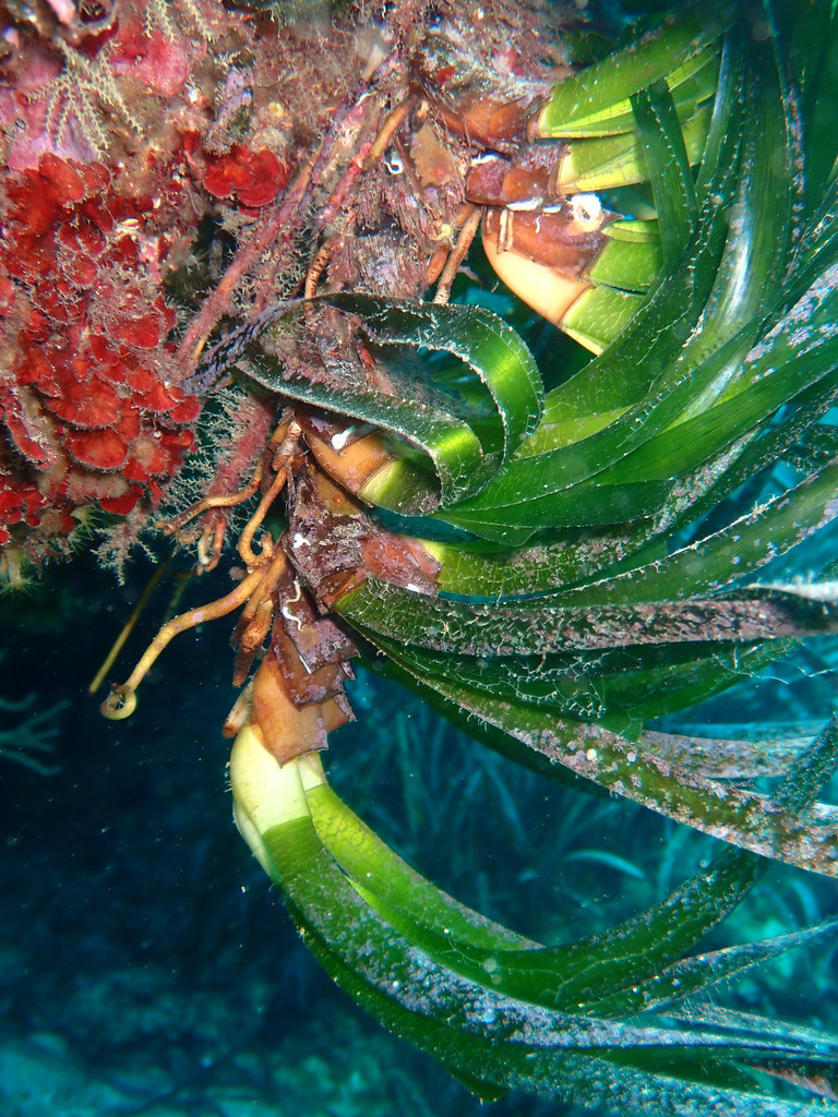 Species