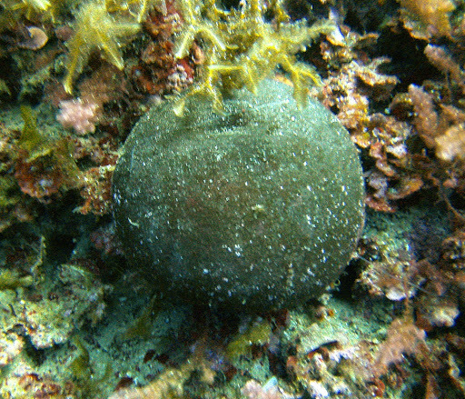 Species