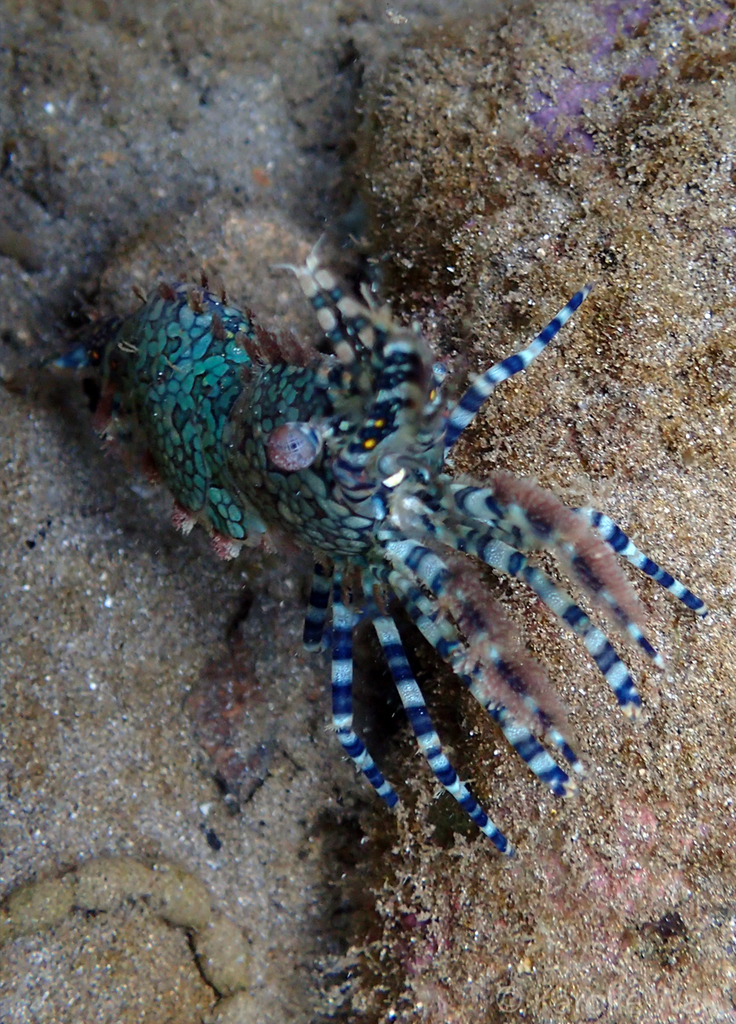 Species