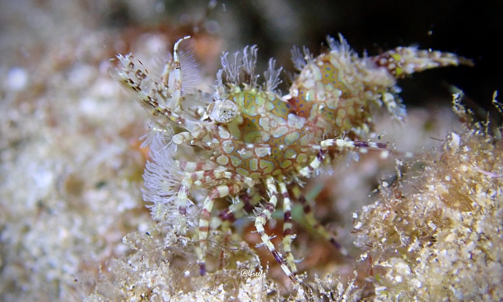 Species