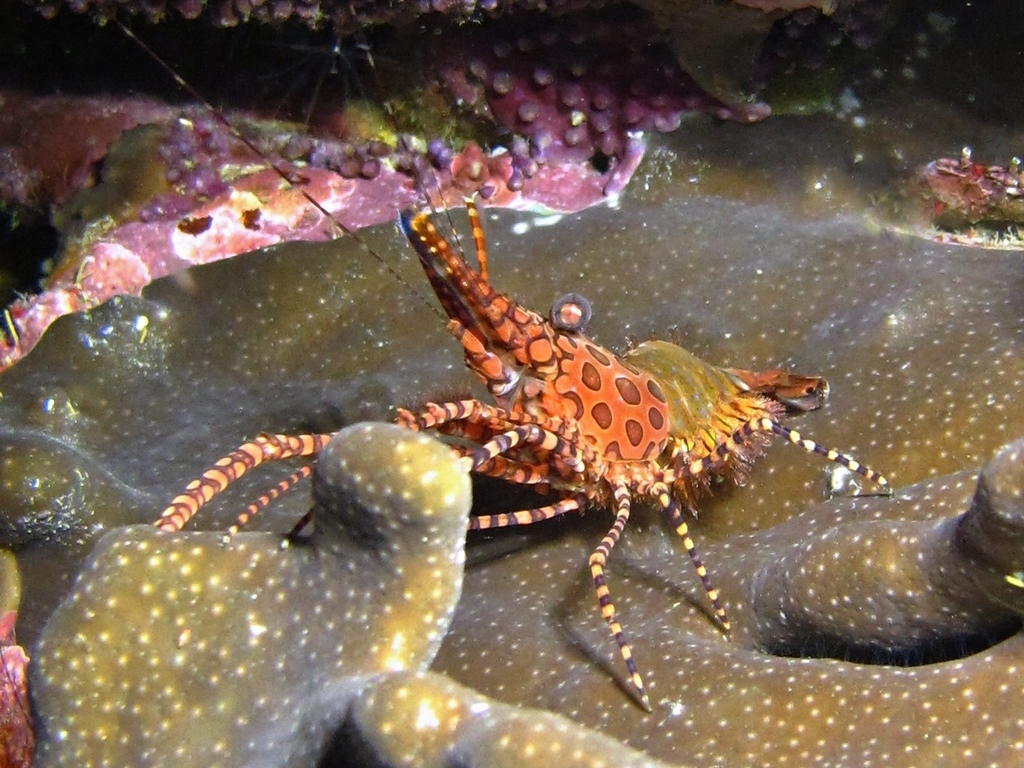 Species