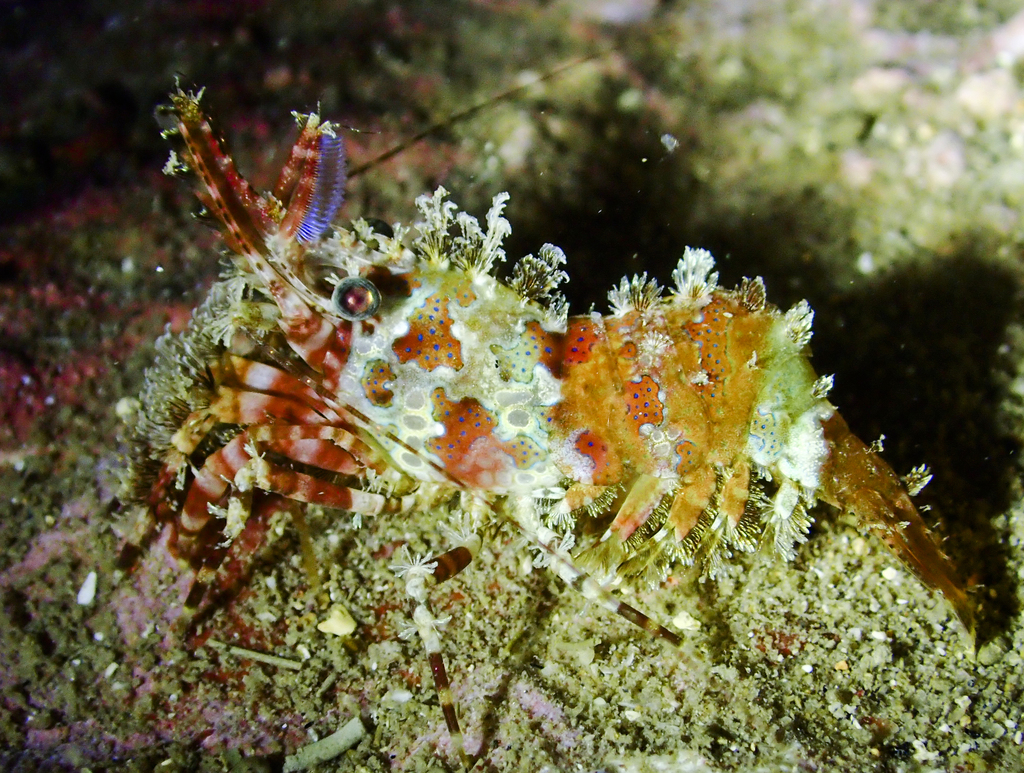 Species
