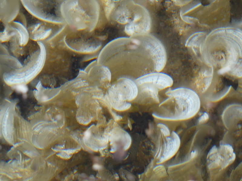 Species