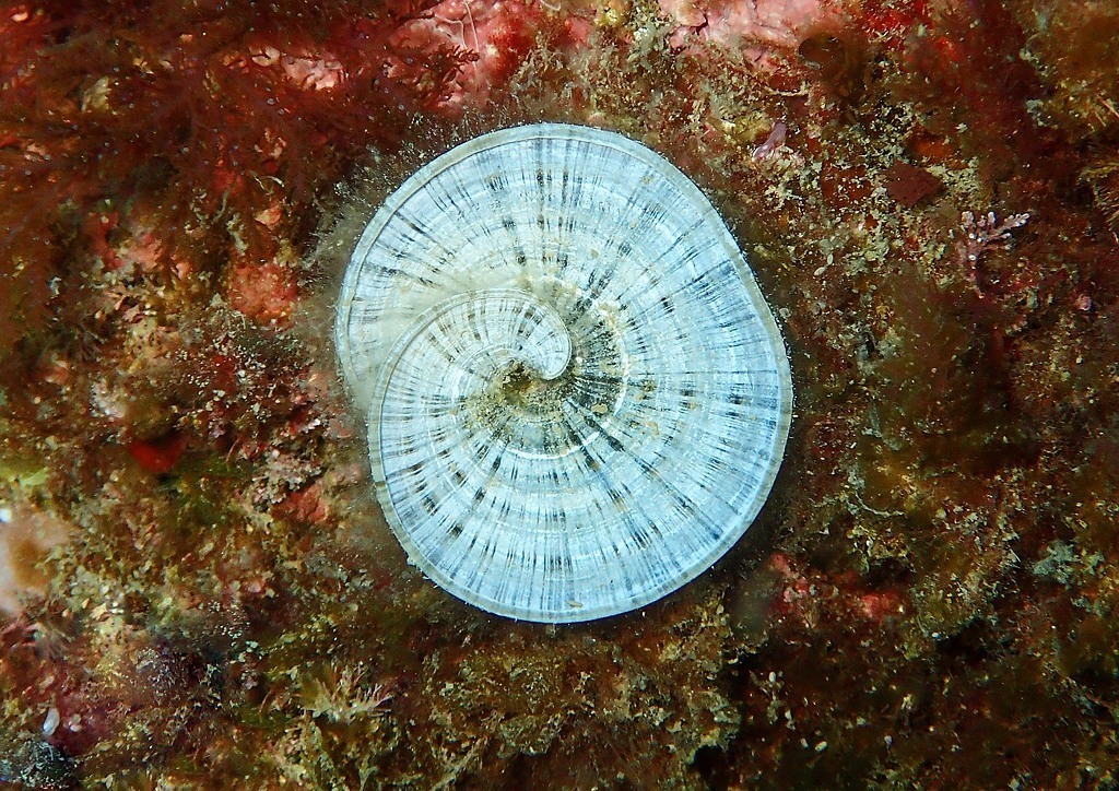 Species