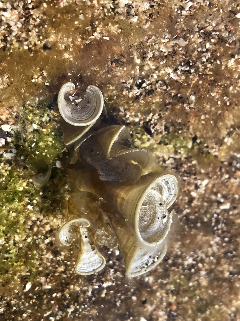 Species